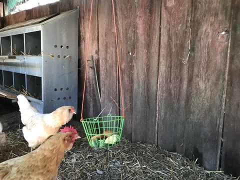 Hanging Basket in Chicken Coop