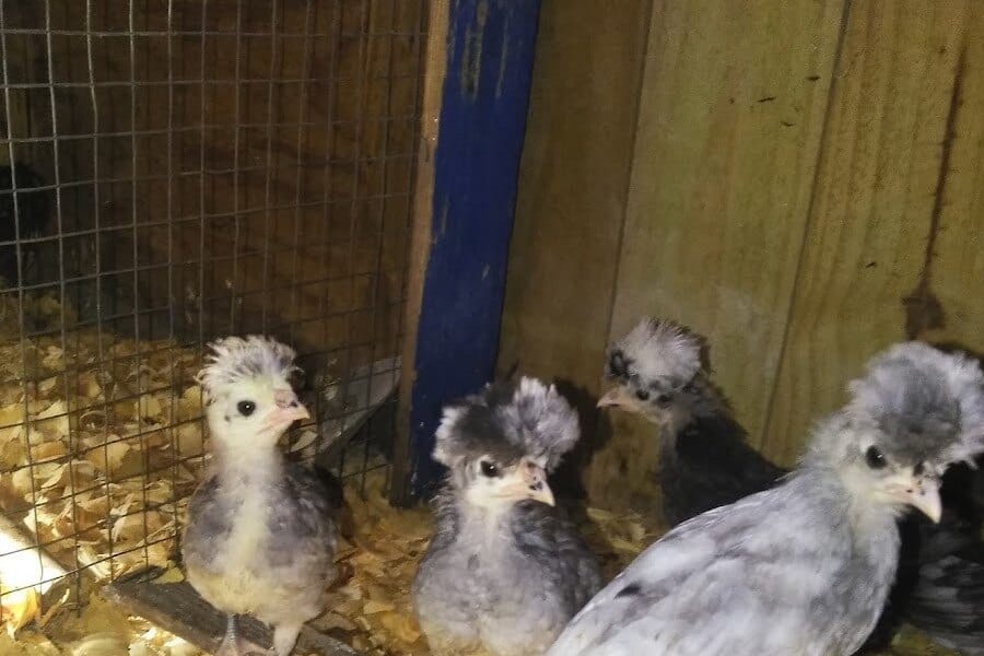 Little Pecker’s Chicks
