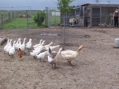 M&T Rabbitry and Poultry Farm