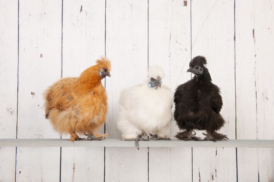 Silkies