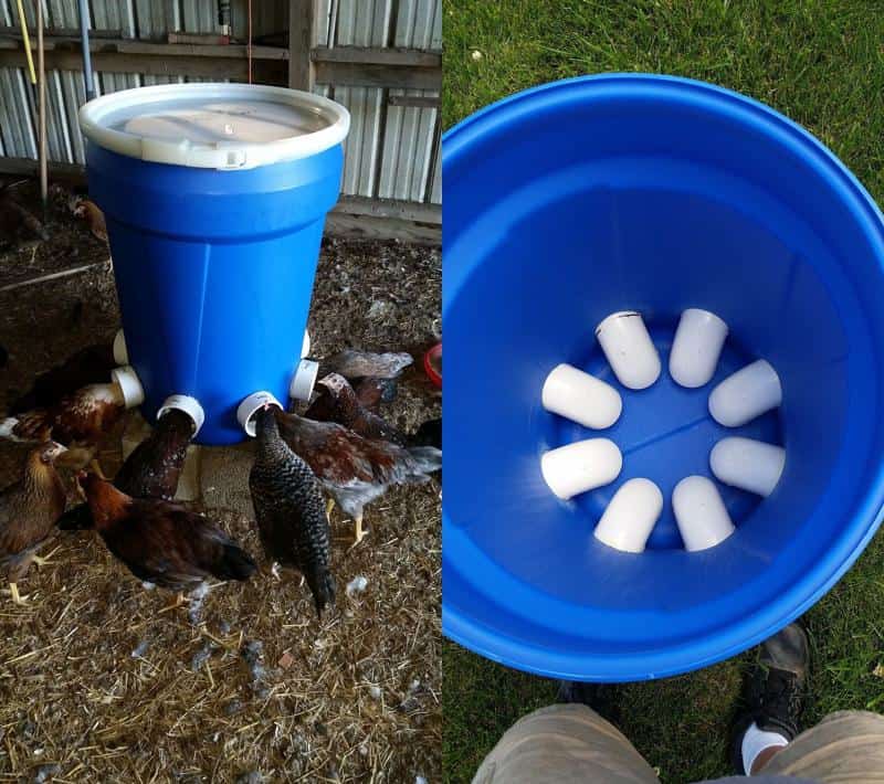 Simple Innovative Chicken Feeder