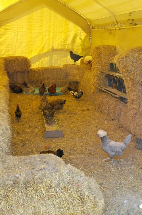 Straw Bales for Chickens