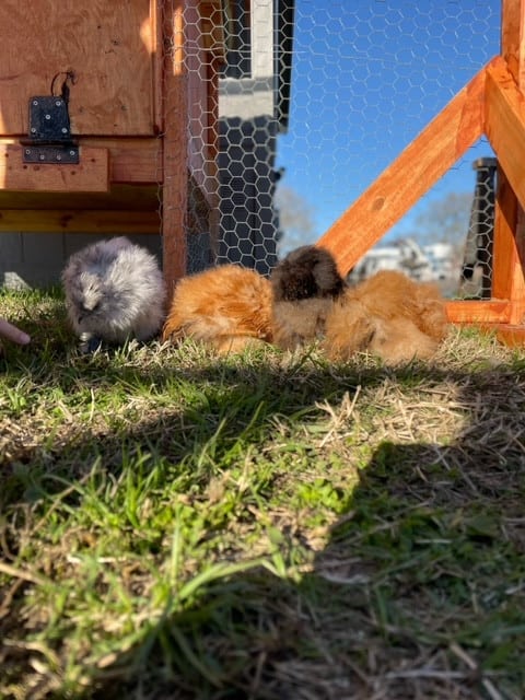 The Silkie Farm