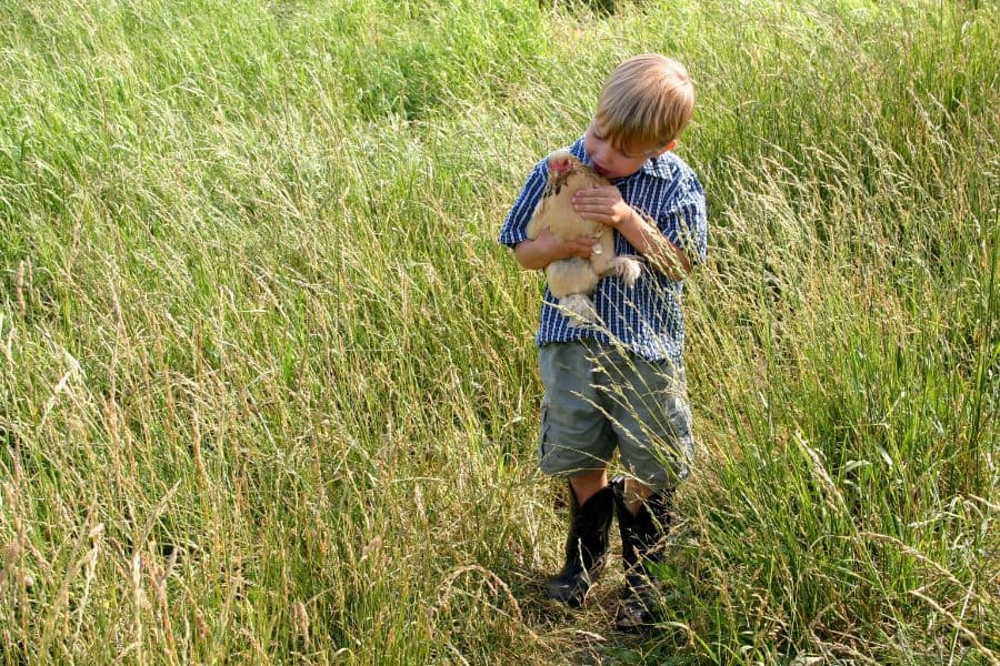 best chickens for kids