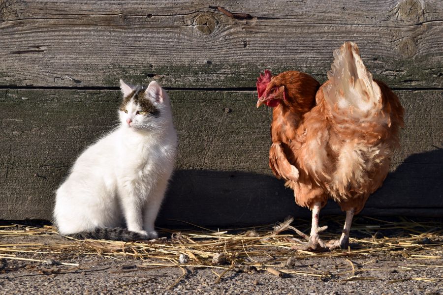 cat and chicken