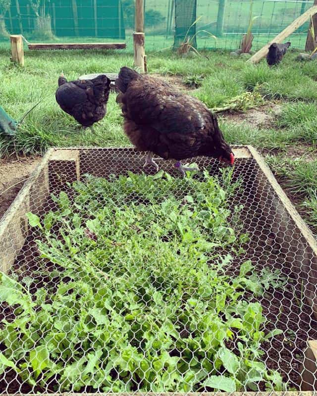 chicken grazing box