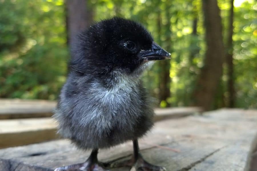 chicken hatchery nc