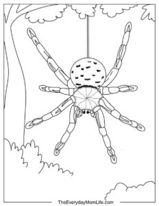 Free PDF Spider Coloring Pages