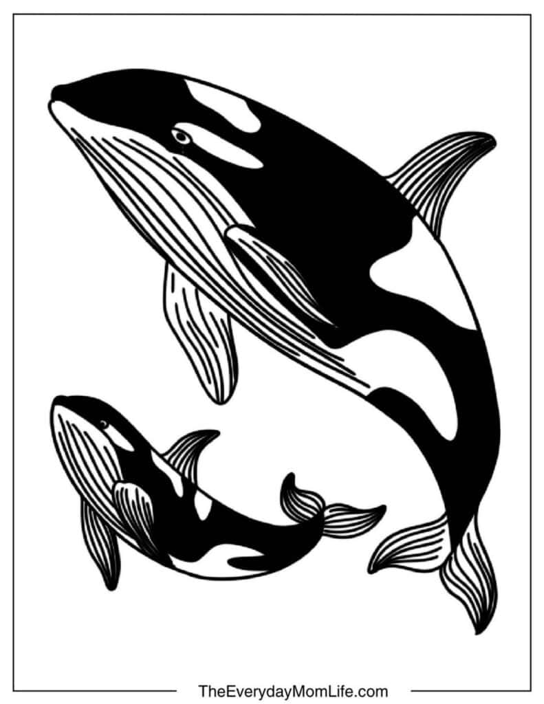 Mother and Baby Orca(Killer Whale)