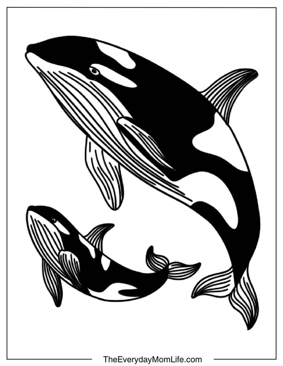 Whale Coloring Pages for Kids (Free PDF)