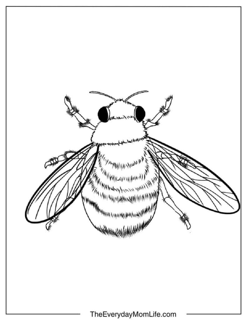 Realistic Bee Coloring Page